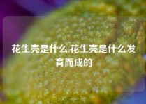 花生壳是什么,花生壳是什么发育而成的