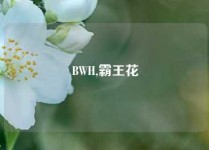 BWH,霸王花