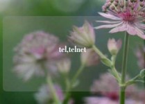 tel,telnet
